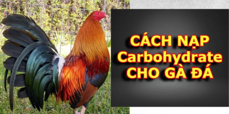 Cách nạp carbo cho gà đá là gì